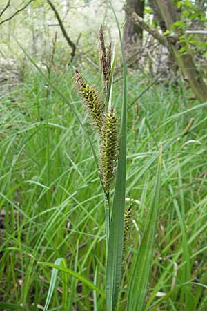 Carex acutiformis \ Sumpf-Segge / Lesser Pond Sedge, D Hemsbach 13.5.2009