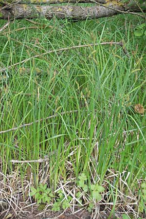 Carex acutiformis \ Sumpf-Segge / Lesser Pond Sedge, D Hemsbach 13.5.2009
