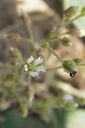 Cerastium glutinosum \ Bleiches Hornkraut / Dwarf Mouse-Ear, D Darmstadt 10.5.2009
