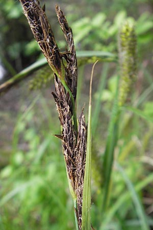 Carex acutiformis \ Sumpf-Segge / Lesser Pond Sedge, D Hemsbach 13.5.2009