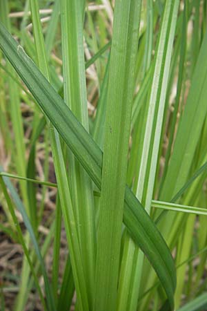 Carex acutiformis \ Sumpf-Segge / Lesser Pond Sedge, D Hemsbach 13.5.2009