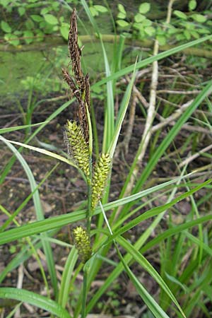 Carex acutiformis \ Sumpf-Segge / Lesser Pond Sedge, D Hemsbach 13.5.2009