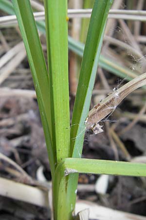 Carex acutiformis \ Sumpf-Segge / Lesser Pond Sedge, D Hemsbach 13.5.2009