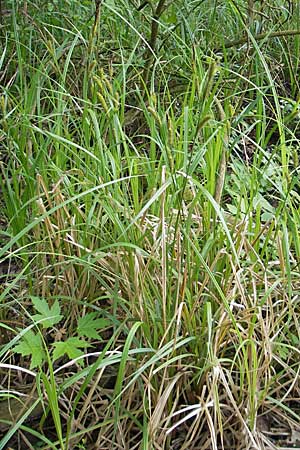 Carex acutiformis \ Sumpf-Segge / Lesser Pond Sedge, D Hemsbach 13.5.2009