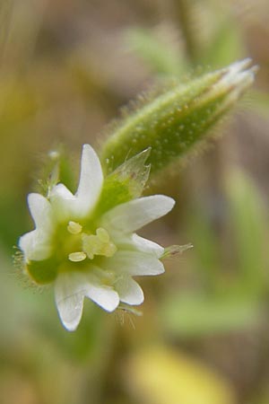 Cerastium brachypetalum subsp. brachypetalum \ Brtiges Hornkraut / Grey Mouse-Ear, D Karlstadt 1.5.2010