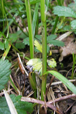 Carex spicata \ Stachel-Segge, Korkfrchtige Segge / Spicate Sedge, Prickly Sedge, D Lampertheim 10.5.2010