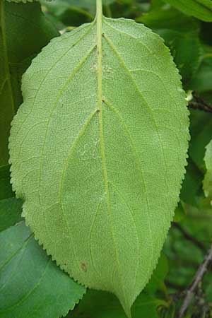 Rhamnus cathartica \ Purgier-Kreuzdorn, Echter Kreuzdorn / Buckthorn, D Pfungstadt 10.6.2010