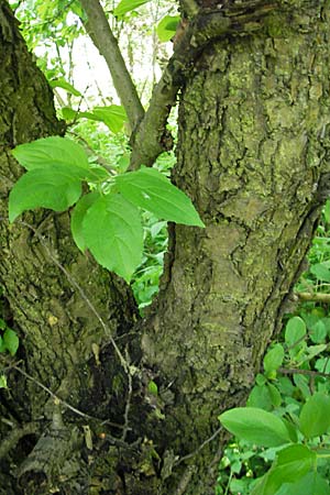 Rhamnus cathartica \ Purgier-Kreuzdorn, Echter Kreuzdorn / Buckthorn, D Pfungstadt 10.6.2010