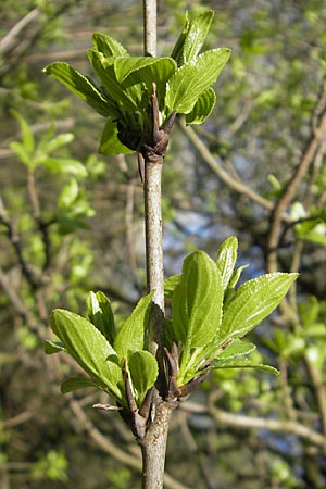 Rhamnus cathartica \ Purgier-Kreuzdorn, Echter Kreuzdorn / Buckthorn, D Pfungstadt 2.4.2011