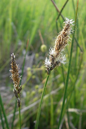 Carex disticha \ Zweizeilige Segge / Brown Sedge, Two-Ranked Sedge, D Graben-Neudorf 9.5.2011