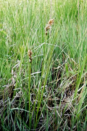 Carex disticha \ Zweizeilige Segge / Brown Sedge, Two-Ranked Sedge, D Graben-Neudorf 9.5.2011