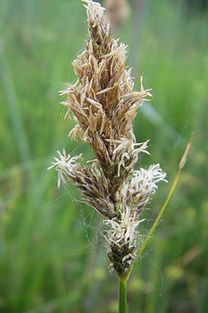 Carex disticha \ Zweizeilige Segge / Brown Sedge, Two-Ranked Sedge, D Graben-Neudorf 10.5.2011