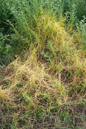 Cuscuta europaea \ Nessel-Seide / Greater Dodder, D Mannheim 4.6.2011