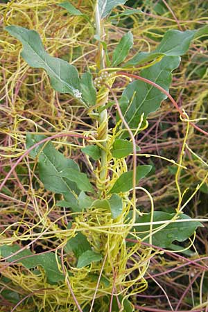 Cuscuta europaea \ Nessel-Seide / Greater Dodder, D Mannheim 4.6.2011