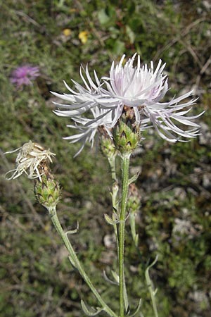 Centaurea australis \ Kleinkpfige Flockenblume / Southern Spotted Knapweed, D Kehl 9.7.2011
