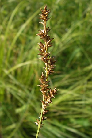 Carex elongata \ Walzen-Segge, Langhrige Segge / Elongated Sedge, D Lobbach-Waldwimmersbach 19.6.2013