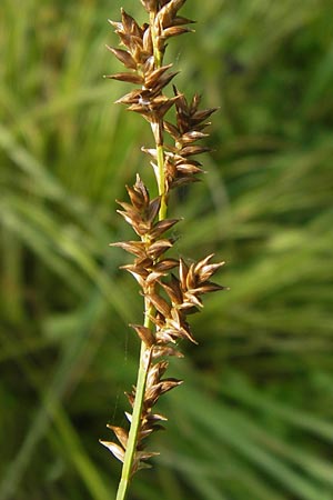 Carex elongata \ Walzen-Segge, Langhrige Segge / Elongated Sedge, D Lobbach-Waldwimmersbach 19.6.2013