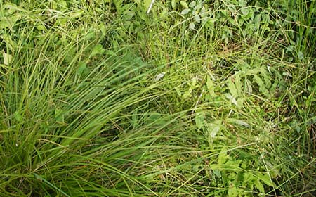 Carex elongata \ Walzen-Segge, Langhrige Segge / Elongated Sedge, D Lobbach-Waldwimmersbach 19.6.2013