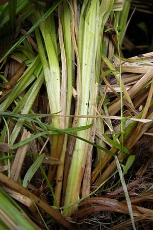 Carex elongata \ Walzen-Segge, Langhrige Segge / Elongated Sedge, D Lobbach-Waldwimmersbach 19.6.2013
