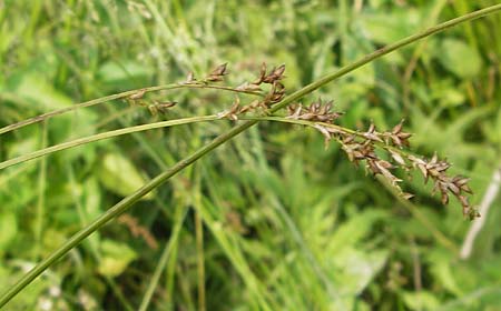 Carex elongata \ Walzen-Segge, Langhrige Segge / Elongated Sedge, D Lobbach-Waldwimmersbach 19.6.2013