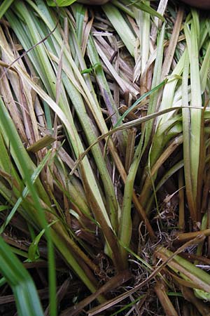 Carex elongata \ Walzen-Segge, Langhrige Segge / Elongated Sedge, D Lobbach-Waldwimmersbach 21.6.2013