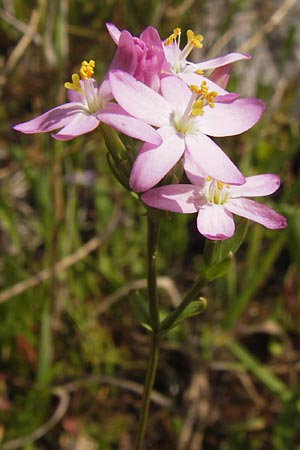 Centaurium erythraea \ Echtes Tausendgldenkraut / Common Centaury, D Philippsthal-Heimboldshausen 27.7.2013
