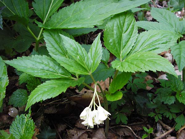 Cardamine enneaphyllos \ Quirlblttrige Zahnwurz / Drooping Bitter-Cress, D Obernzell an der Donau 30.3.2014