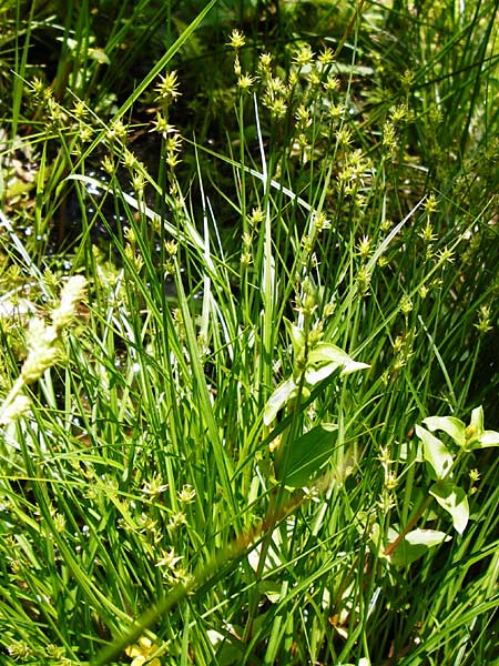 Carex echinata \ Igel-Segge, Stern-Segge / Star Sedge, D Zwiesel 9.6.2014