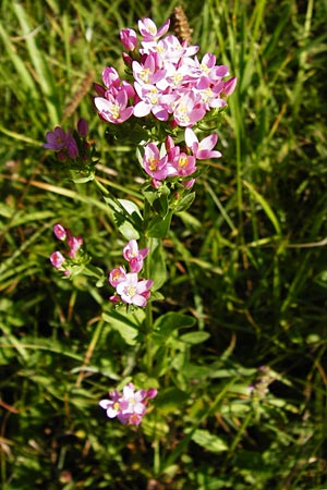Centaurium erythraea, Echtes Tausendgüldenkraut Centaurium erythraea, Echtes Tausendgüldenkraut