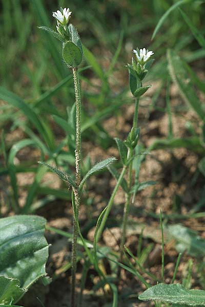 Cerastium holosteoides \ Gewhnliches Hornkraut / Common Mouse-Ear, D Spessart, Steinau 6.5.2006
