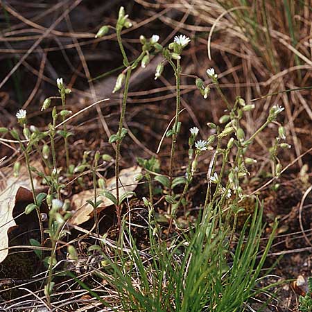 Cerastium semidecandrum \ Sand-Hornkraut / Little Mouse-Ear, D Werbach 6.5.2006
