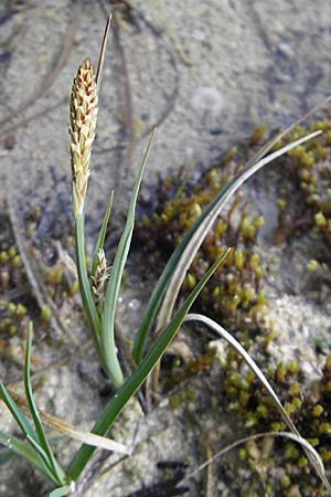 Carex flacca \ Blaugrne Segge / Blue Sedge, Carnation Grass, D Krumbach 8.5.2010