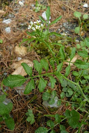 Cardamine flexuosa \ Wald-Schaumkraut / Wavy Bitter-Cress, D Gladenbach 26.4.2014