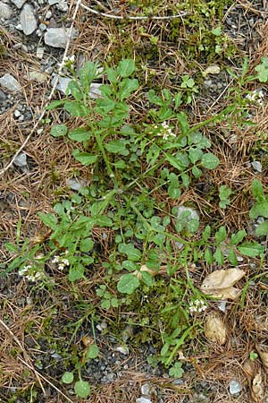Cardamine flexuosa \ Wald-Schaumkraut / Wavy Bitter-Cress, D Gladenbach 26.4.2014