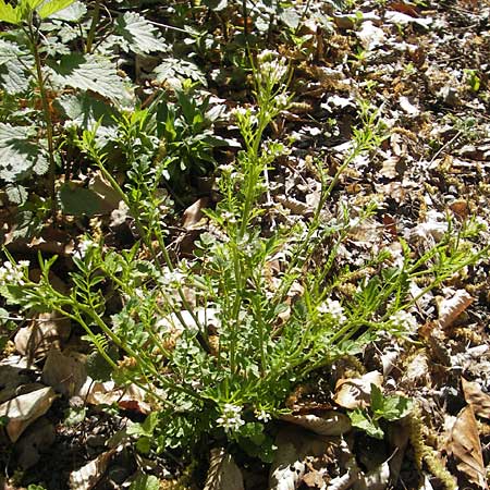 Cardamine flexuosa \ Wald-Schaumkraut / Wavy Bitter-Cress, D Hambrücken 9.4.2011