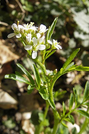Cardamine flexuosa \ Wald-Schaumkraut / Wavy Bitter-Cress, D Hambrücken 9.4.2011