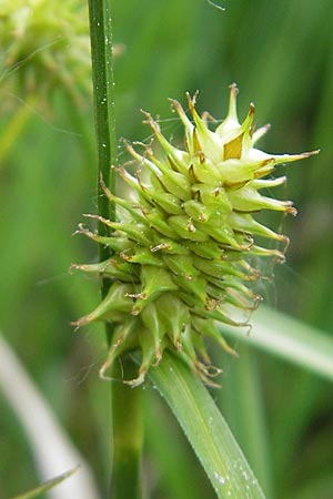Carex lepidocarpa \ Schuppenfrchtige Gelb-Segge / Shed Sedge, D Graben-Neudorf 10.5.2011