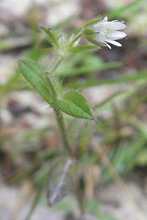 Cerastium fontanum \ Quell-Hornkraut / Common Mouse-Ear, D Berchtesgaden 20.6.2011
