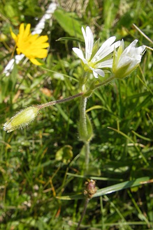 Cerastium fontanum \ Quell-Hornkraut / Common Mouse-Ear, D Oberstdorf 22.6.2011