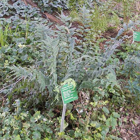 Cyrtomium fortunei \ Fortunes Sichelfarn / Japanese Holly Fern, D Weinheim an der Bergstra&szlig;e, Botan. Gar.  Hermannshof 1.11.2011