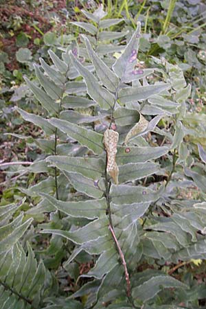 Cyrtomium fortunei \ Fortunes Sichelfarn / Japanese Holly Fern, D Weinheim an der Bergstra&szlig;e, Botan. Gar.  Hermannshof 1.11.2011