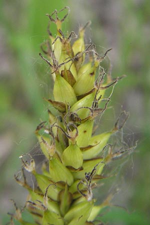 Carex acutiformis \ Sumpf-Segge / Lesser Pond Sedge, D Mannheim 23.5.2012