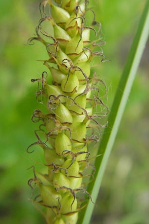 Carex acutiformis \ Sumpf-Segge / Lesser Pond Sedge, D Mannheim 23.5.2012