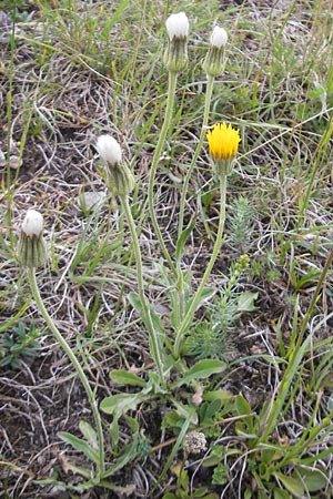 Crepis foetida \ Stink-Pippau / Stinking Hawk's-Beard, D Solnhofen 5.6.2012