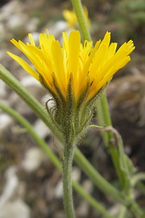 Crepis foetida \ Stink-Pippau / Stinking Hawk's-Beard, D Solnhofen 5.6.2012