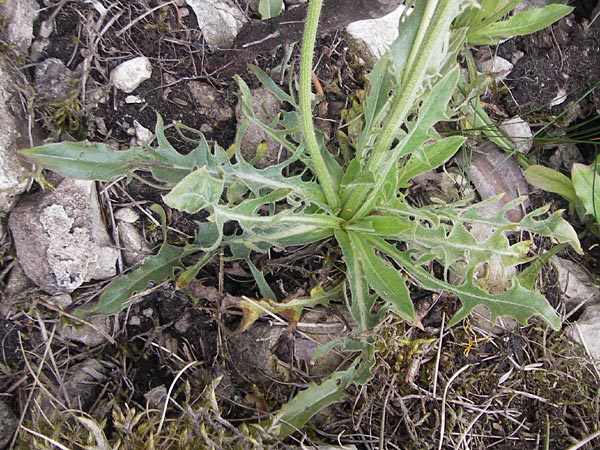 Crepis foetida \ Stink-Pippau / Stinking Hawk's-Beard, D Solnhofen 5.6.2012