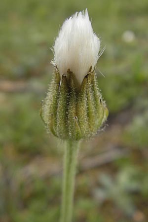 Crepis foetida \ Stink-Pippau / Stinking Hawk's-Beard, D Solnhofen 5.6.2012