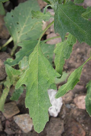 Chenopodium ficifolium \ Feigenblttriger Gnsefu / Fig-Leaved Goosefoot, D Heidelberg 21.7.2012