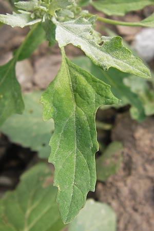 Chenopodium ficifolium \ Feigenblttriger Gnsefu / Fig-Leaved Goosefoot, D Heidelberg 21.7.2012