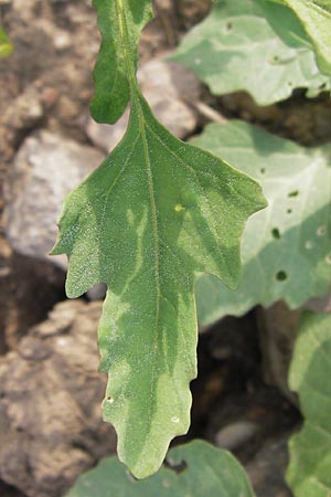 Chenopodium ficifolium \ Feigenblttriger Gnsefu / Fig-Leaved Goosefoot, D Heidelberg 21.7.2012